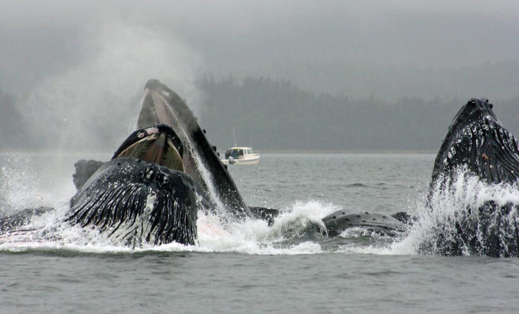 Humpback whales bubble net feeding, Juneau, Alaska